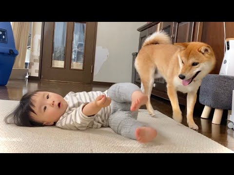 柴犬と仲良しニワトリ&ひよこ Shiba Inu play with Daughter returning from daycare - YouTube
