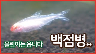 테트라어항에 백점병이 전염되었어요 ㅠㅠ