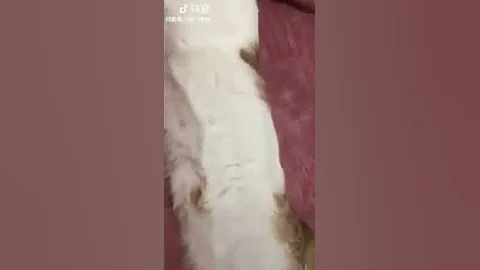 Watch the video about Cat Series