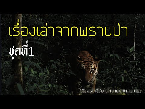 รวมเรื่องเล่าจากพรานป่า ชุดที่ 1 (ฟังยาวๆ 4ชั่วโมง)