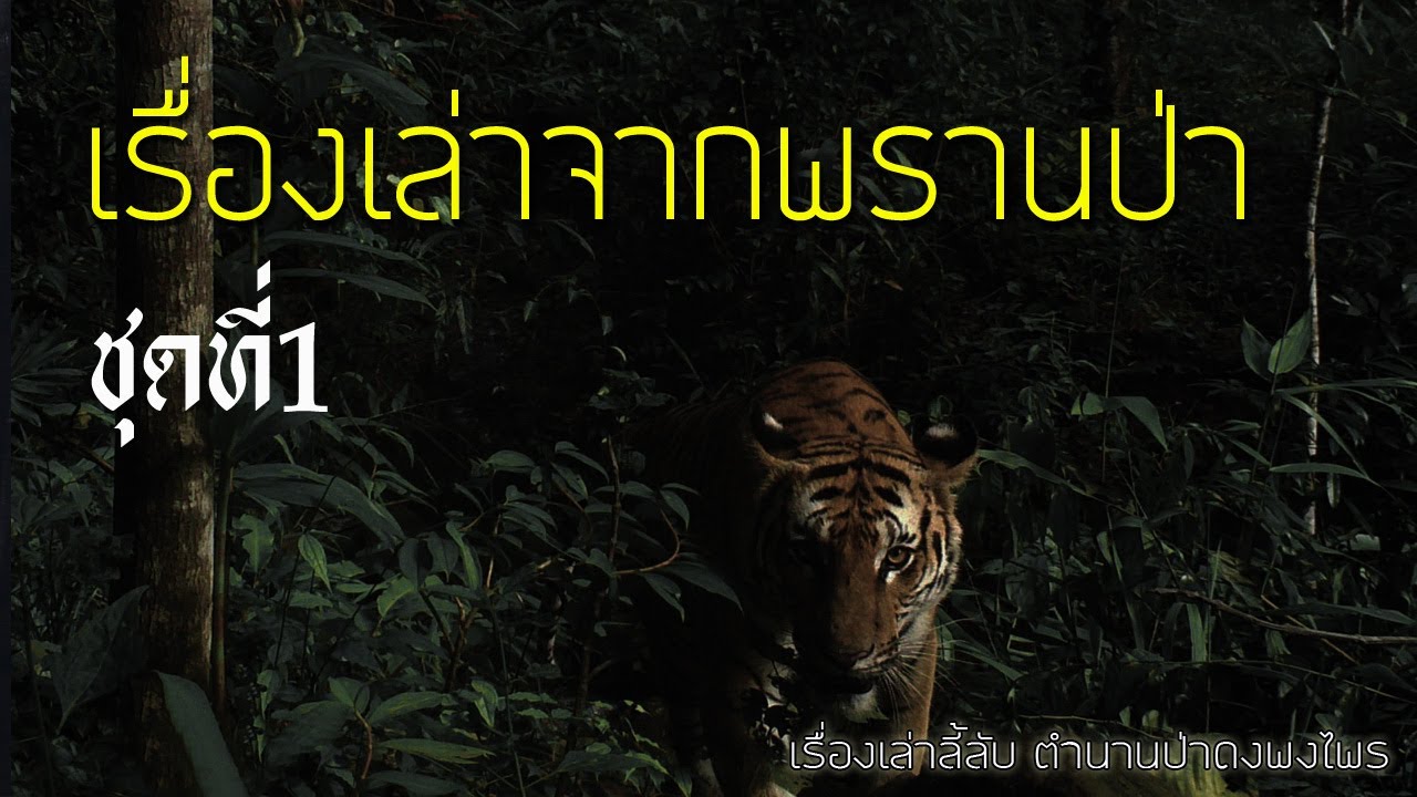 รวมเรื่องเล่าจากพรานป่า ชุดที่ 1 (ฟังยาวๆ 4ชั่วโมง)