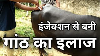 पशु की इंजेक्शन की गांठ का इलाज injection abscess in animals/ pashu ki ganth ka ilaj