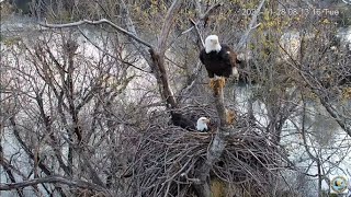Redding CA Eagles Work on their Nest