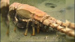 PELABUHANRATU LOBSTER GAJAH MONSTER | SI OTAN TRANS 7