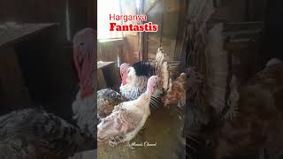 Ayam kalkun umur 1 tahun #shorts #shortvideo #ayamkalkun