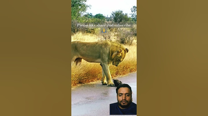 Abandoned wild dog pup stand no chance against Lions #shorts #ytshorts #wildlife #lion #africa