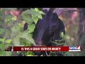 Is This A Great State or What: Pawnee Bill Gets New Goats