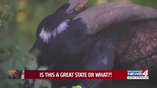 Is This A Great State or What: Pawnee Bill Gets New Goats