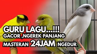 Download Lagu AWAS NYAUT ,PANCINGAN KENARI | TERAPI KENARI MOGOK BUNYI #kenari #kicaumania #canaryislands #canary MP3 Download Lagu AWAS NYAUT ,PANCINGAN KENARI | TERAPI KENARI MOGOK BUNYI #kenari #kicaumania #canaryislands #canary MP3