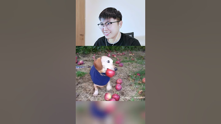 Apple Dog Bị Làm Phiền P8 | Sheep #shorts