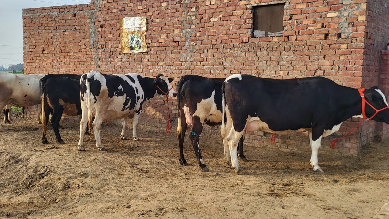 चन्ना डेयरी की पच्चीस से तीस ली दूध वाली 1-2 ब्यांत बीस एच.एफ 1.10 लाख के हिसाब में MH के लिए 