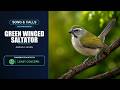 Green-winged Saltator Song &amp; Calls | Saltator similis | Spectrogram