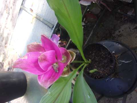 Ginger Flower also called