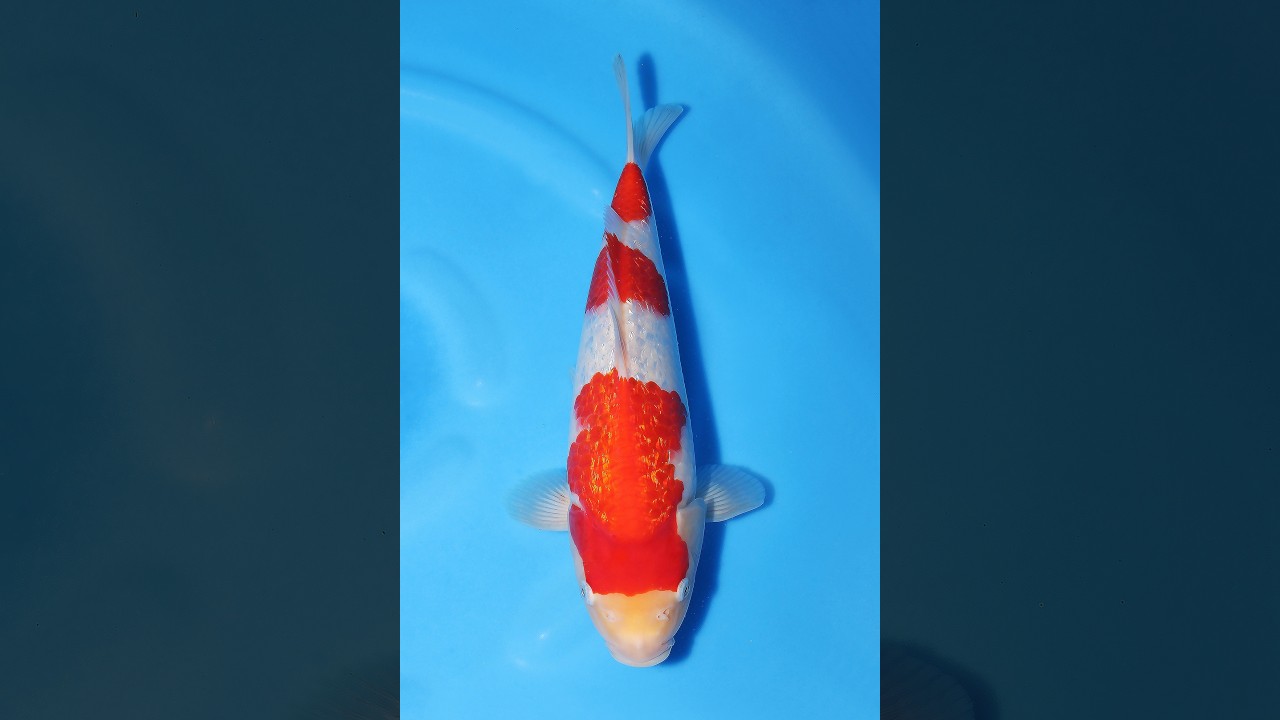 銀鱗紅白♀ 30㎝ / 錦鯉通販販売【仙助】