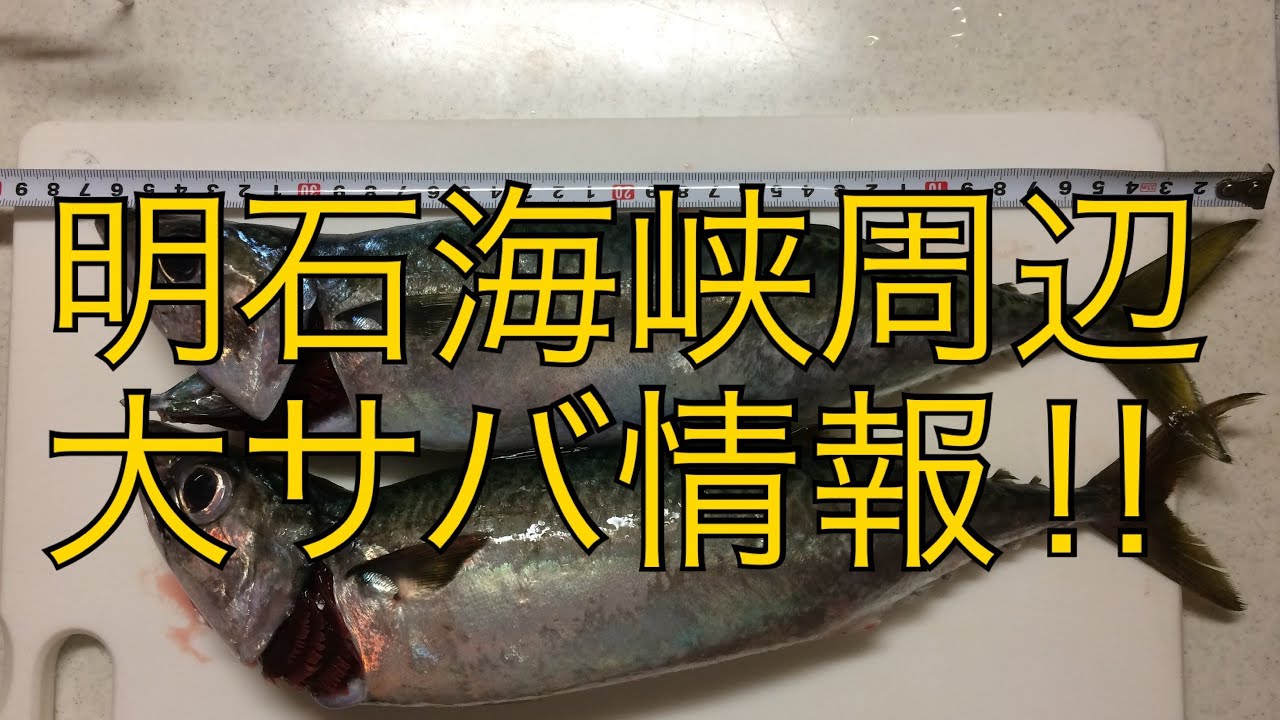 キビナゴ餌 魔法の粉で差をつけろ きびなごの塩漬け方法 太刀魚 ガシラの万能エサ Make A Difference With Magical Powder All Purpose Food Youtube