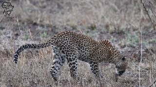 Leopard catching and feeding on a Squirrel by Our Life In Africa 99 views 2 years ago 6 minutes, 14 seconds