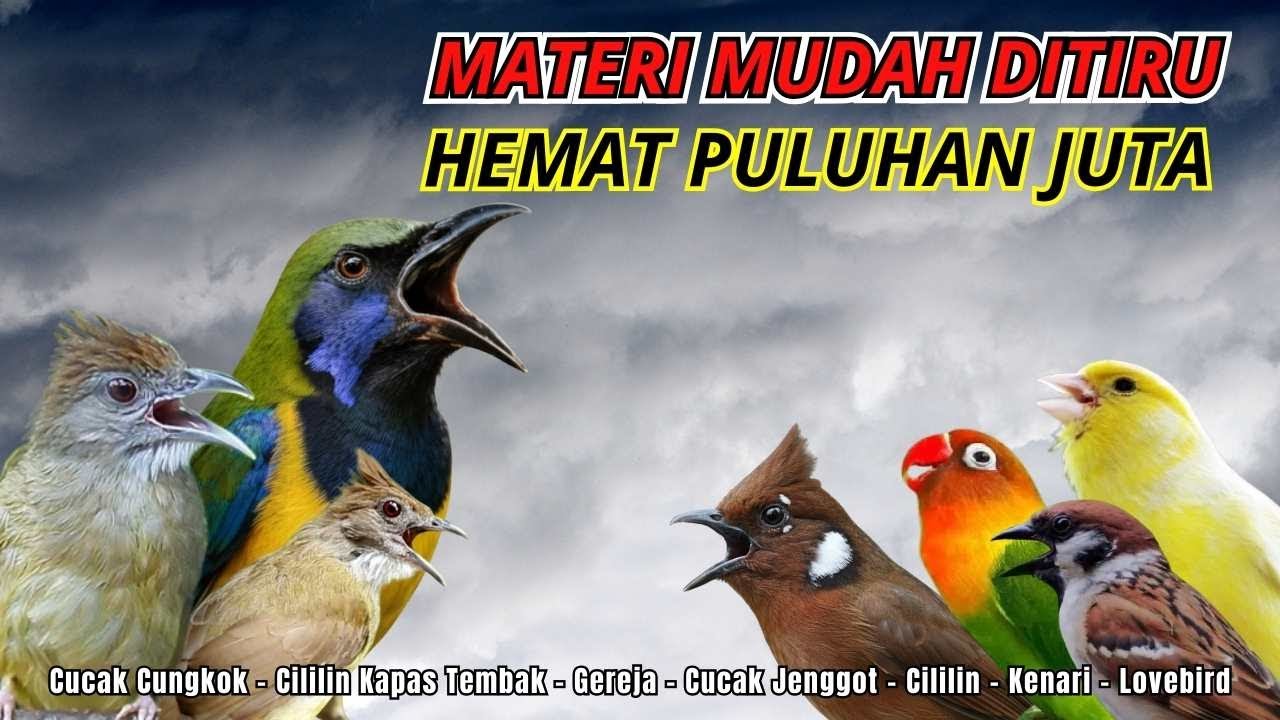 MASTERAN AMPUH MUDAH DITIRU UNTUK BURUNG FIGHTER - 24 JAM NONSTOP