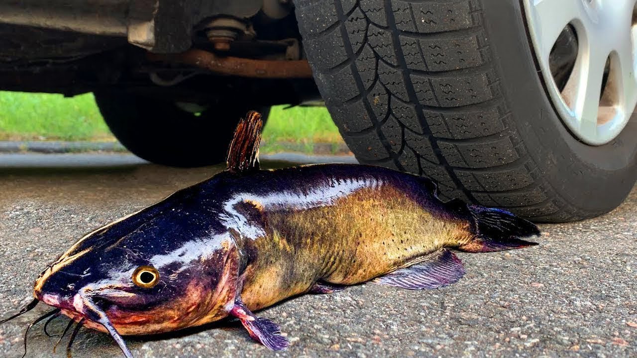 Crushing Crunchy & Soft Things by Car! EXPERIMENT: CAR VS CATFISH