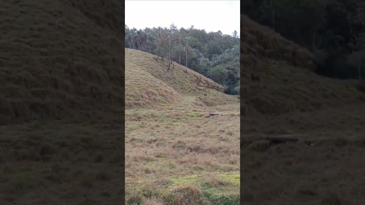 Top class shooting - Rusa deer double 