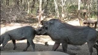 Warthog mating sounds and actions in the bush...