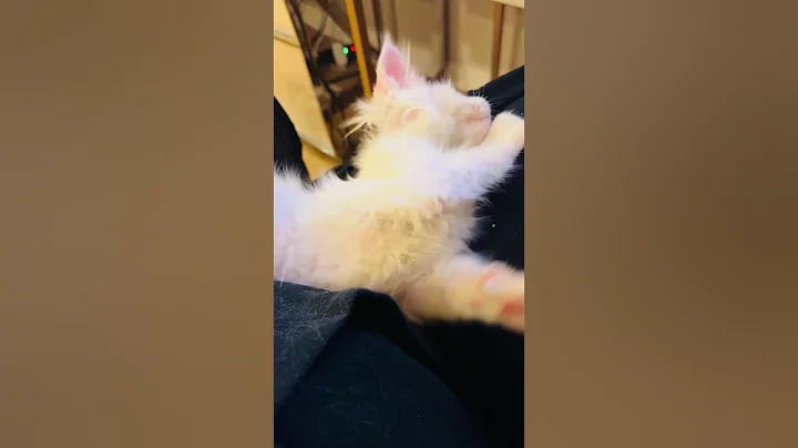 Watch the video about Cutest Lap Cat Ever? 🐾 Yuki the Fluffy White Maine Coon Kitten enjoys cuddling ! 😍
