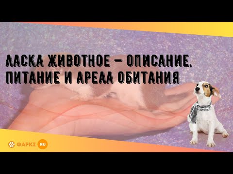 Ласка животное — описание, питание и ареал обитания