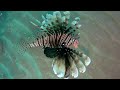 Egypt Hurghada 2018-2019 snorkeling house reef Titanic Palace Ägypten schnorcheln