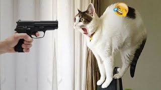 Best Cats Videos  Funniest Animals # 15