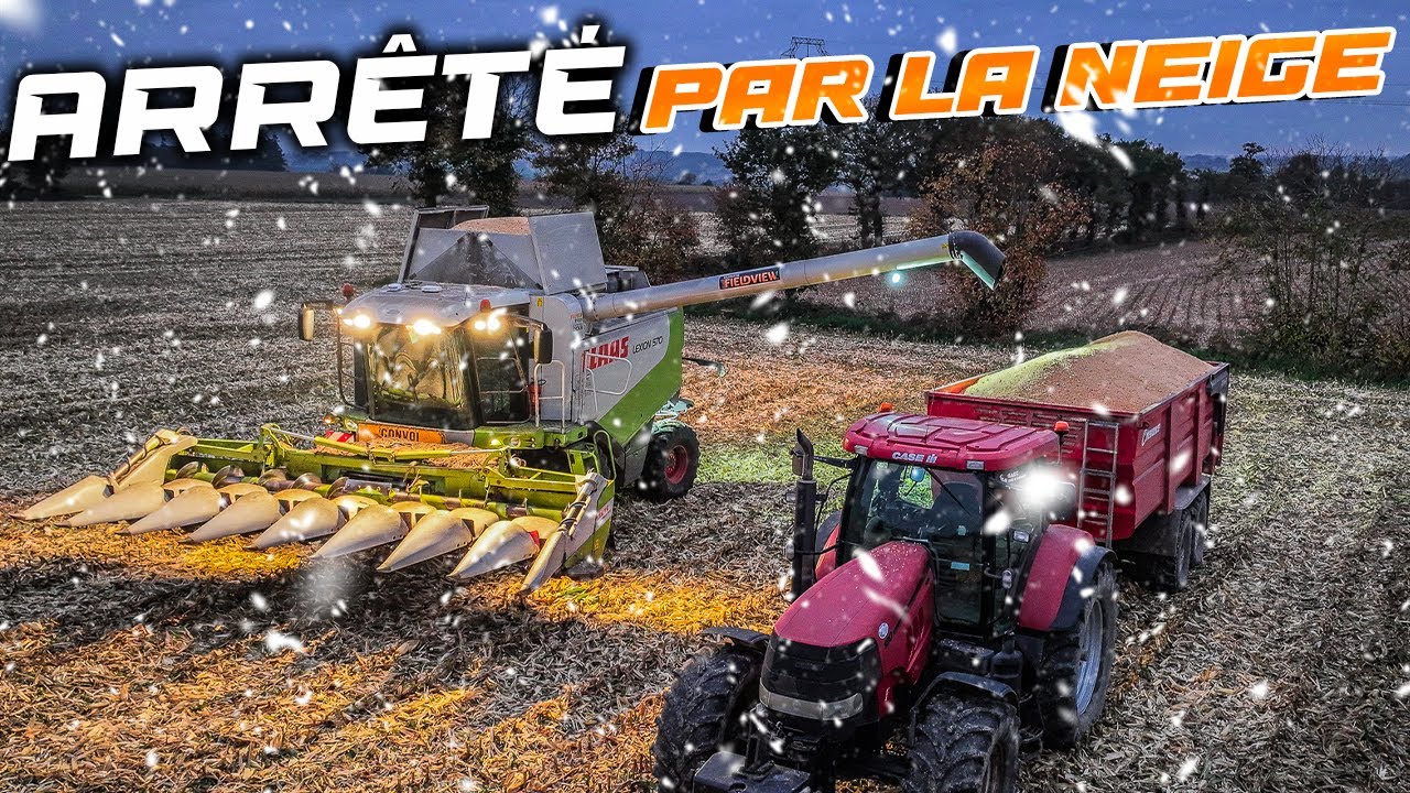 RÉCOLTE DES MAÏS 🌽 = LA NEIGE ARRIVE ❄️ !