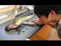 天然なまずの腹からとんでもない生物が出てきた。【閲覧注意】