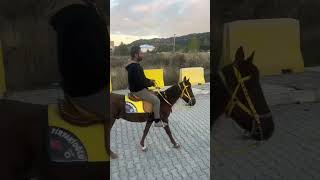 At ile adeta gezintimiz #atlar #horse #rahvanatlar #history #sevgi #huzur