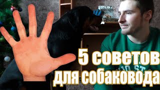 5 ЛУЧШИХ советов для Начинающих Собаководов 5 ЛУЧШИХ советов для Начинающих Собаководов