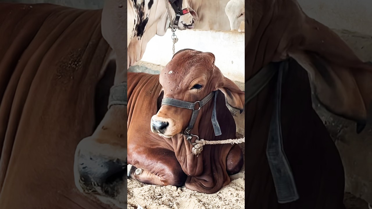 Northern Bypass Cow and Cattle Mandi 2026 Karachi The heaviest Calf in the Market 