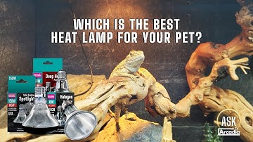 Reptile Heat Lamps Explained | Ask Arcadia