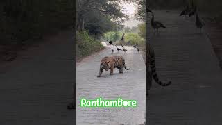 Ranthambore National park 😘 #video #tiger #youtube #shorts #wildlife #reel #animals