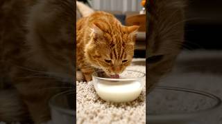 Cat Licking Milk ASMR 😺 | Super Satisfying Sounds | #asmr #cats #relaxing