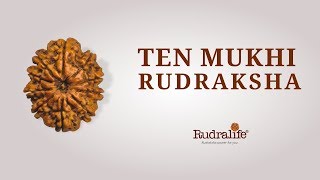 Ten Mukhi Rudraksha | Rudralife | Rudraksha Power for You |