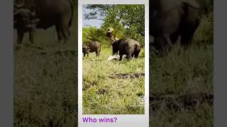 Who Wins? Lion Or Bull?