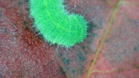 Observing a caterpillar with Easi-Scope (Wireless) Digital Microscope