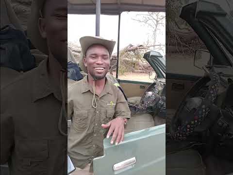 Mbuga Ya Wanyama Ya Mikumi Ni Mbuga Yenye Mandarin Nzuri Na Ya Kuvutia Sana Hapa Tanzania