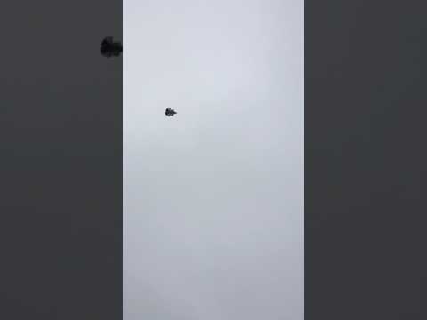 Агасиевские голуби в