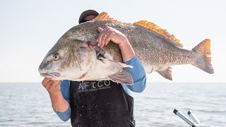 Delaware Bay Black Drum, Cape May, NJ