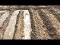 Irrigating Garlic with Furrow irrigation and Flood Irrigation | First Watering Garlic | How we water