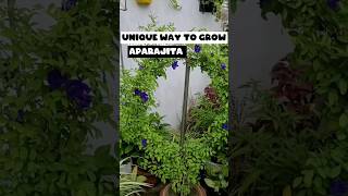 osm way to grow aparajita💙| how to grow aparajita from seed | #shorts #gatdening #floweringplant screenshot 3