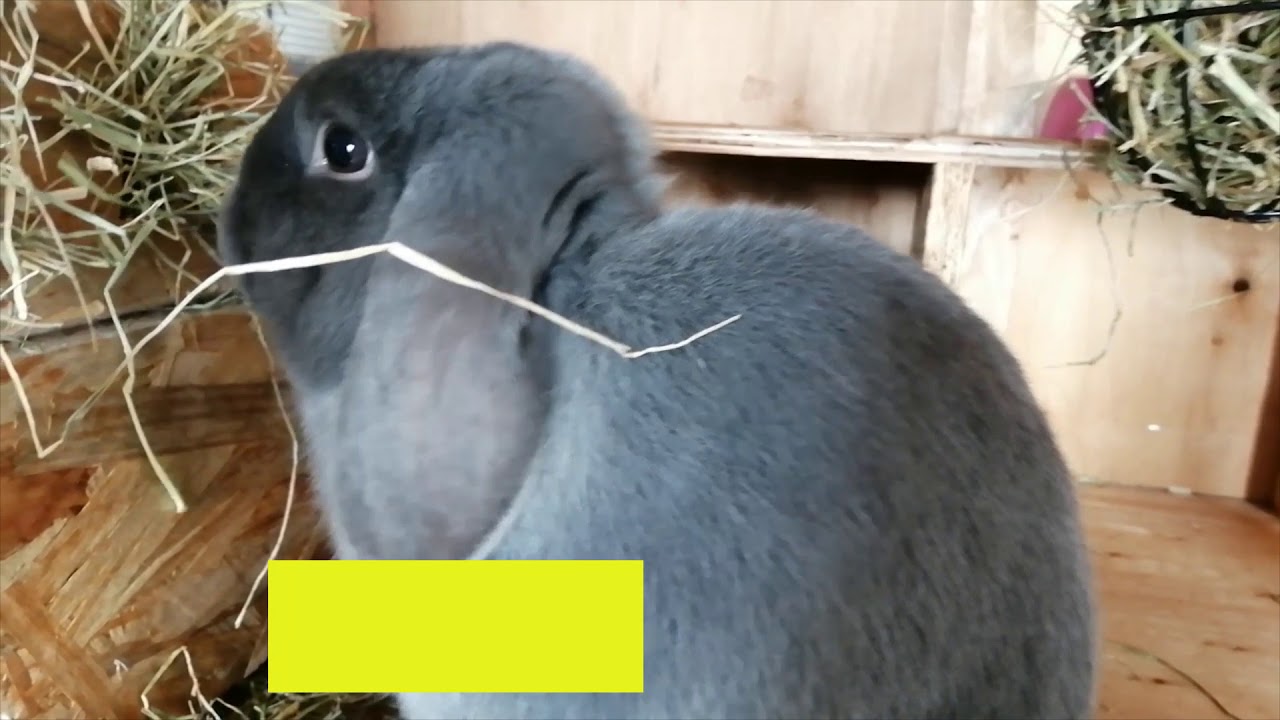 UNBOXING DE LA PRADERA ONLINE (tienda para conejitos y roedores)