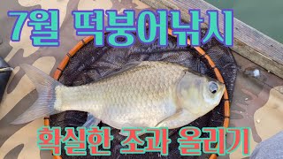 7월 떡붕어낚시 확실한 조과 올리기