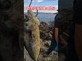 超巨大狙うためは、やっぱり巨大なエサ！w #沖縄　#釣り　#okinawa #fishing #shark