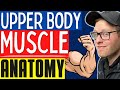 Muscular anatomy for nasm and ace personal trainers  learn basic upper body musclesanatomy