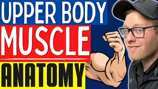 Muscular Anatomy For NASM and ACE Personal Trainers | Learn Basic Upper Body Muscles/Anatomy