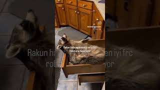 Rakun Hala Yapamadığı En Iyi Frc Robotunu Düşünüyor Şfet シ Şfetteyiz